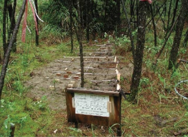 鹿児島県吹上浜にて木杭の野外試験
